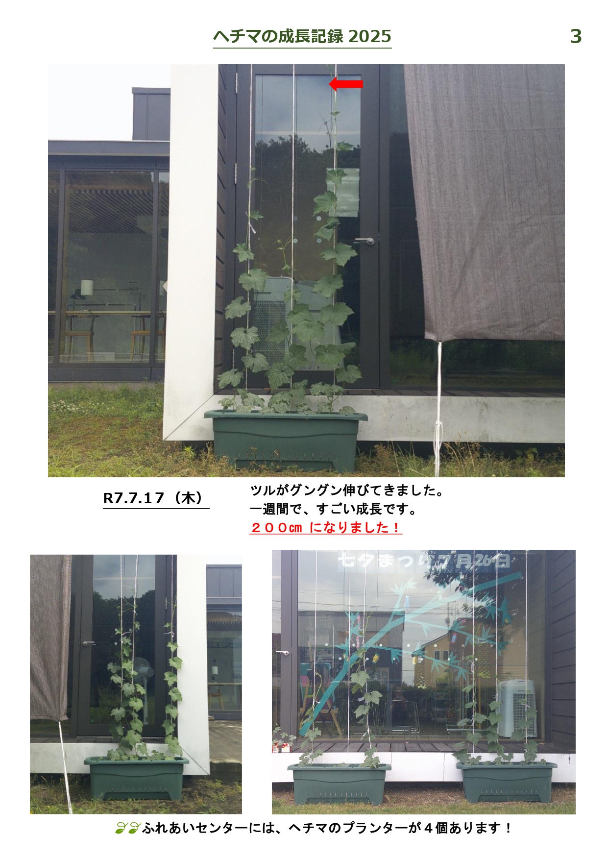 ヘチマの成長記録-3_page-0001