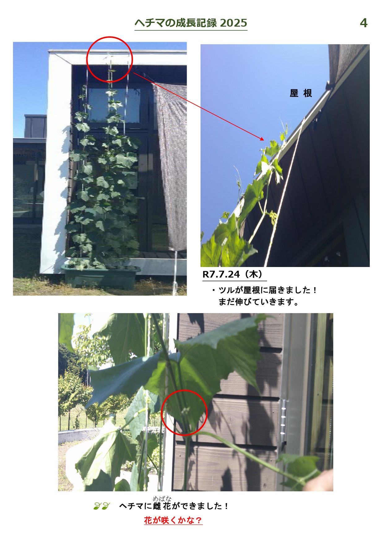 ヘチマの成長記録-4_page-0001