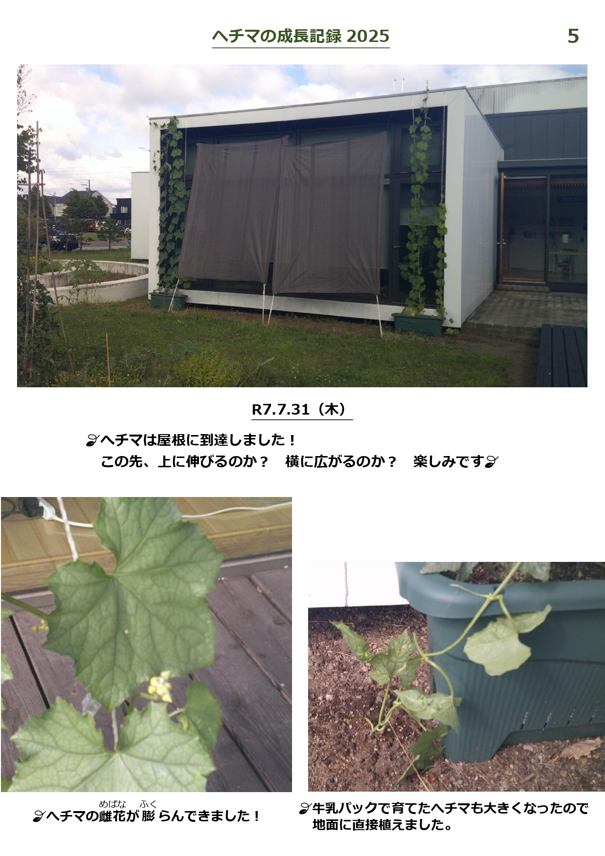 ヘチマの成長記録-5_page-0001
